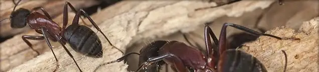 Close-up of ants on wood showing an active ant infestation in Aurora, IL