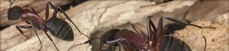 Close-up of ants on wood showing an active ant infestation in Aurora, IL