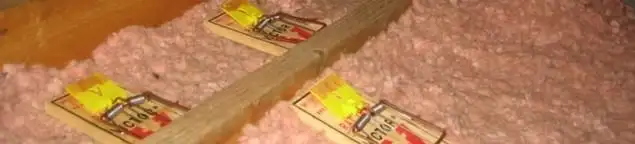 Mouse traps placed in an attic for rodent control in Aurora, IL
