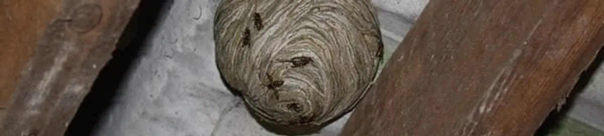 Wasp nest in an attic space, a common home infestation risk in Aurora, IL