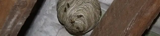 Wasp nest in an attic space, a common home infestation risk in Aurora, IL