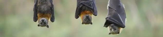 Bats roosting together, a common sign of a bat infestation in Aurora, IL