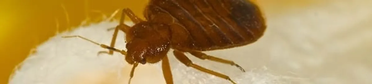 Close-up of a bed bug, a sign of an active infestation in Aurora, IL