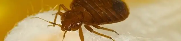 Close-up of a bed bug, a sign of an active infestation in Aurora, IL