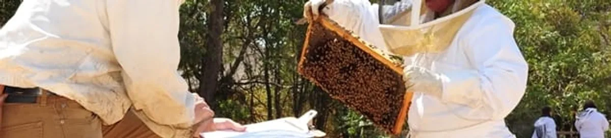 Bee removal specialists relocating a hive and honeycomb safely in Aurora, IL