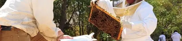 Bee removal specialists relocating a hive and honeycomb safely in Aurora, IL