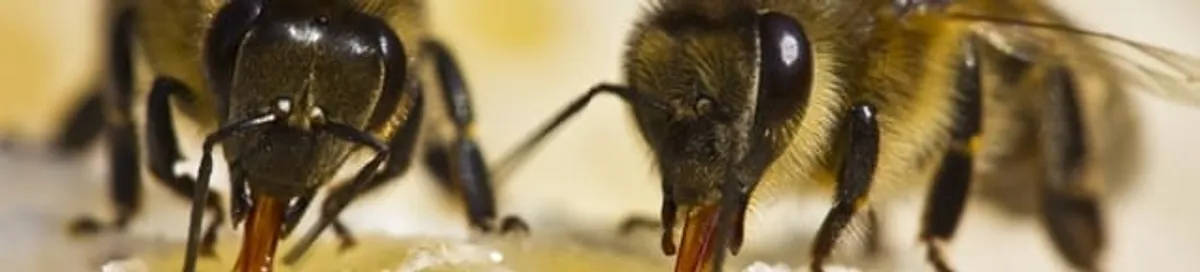 Close-up of honey bees, a sign of a nearby hive in Aurora, IL