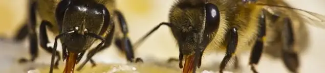 Close-up of honey bees, a sign of a nearby hive in Aurora, IL