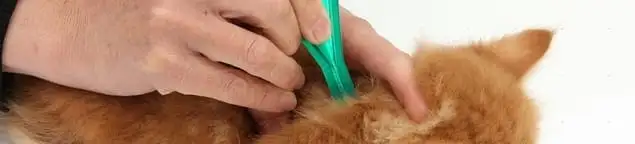 Flea treatment for pets using a flea comb, a sign of flea problems in Aurora, IL