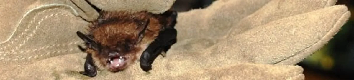 Bat removal specialist holding a bat safely during humane exclusion in Aurora, IL