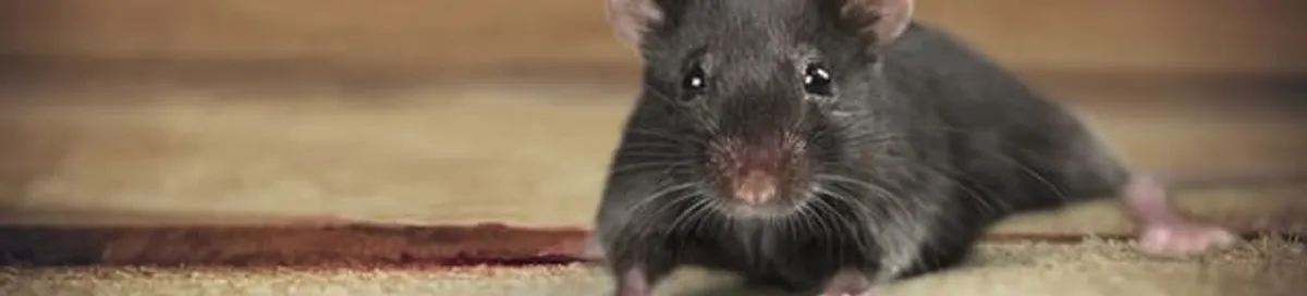Mouse indoors, a common sign of a rodent infestation in Aurora, IL