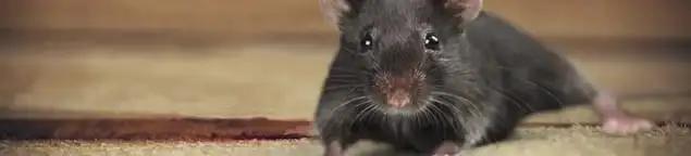Mouse indoors, a common sign of a rodent infestation in Aurora, IL