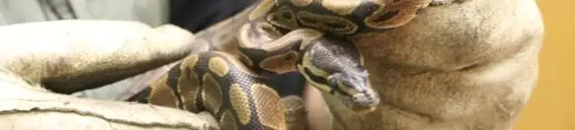 Snake removal specialist safely handling a snake with protective gloves in Aurora, IL