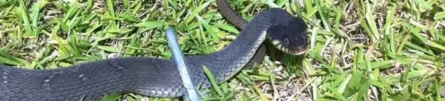 Snake in a yard, a common sign of a snake problem near a home in Aurora, IL