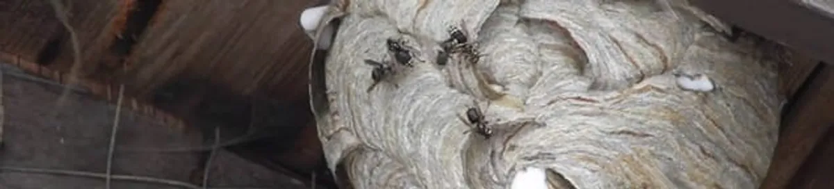 Close-up of a wasp nest with active wasps, a sign of an infestation in Aurora, IL