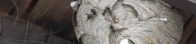 Close-up of a wasp nest with active wasps, a sign of an infestation in Aurora, IL